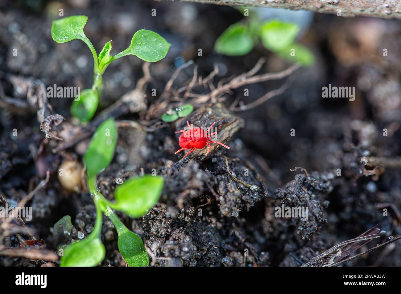 Neotrombicula autumnalis - harvest red velvet mite in forest Stock Photo