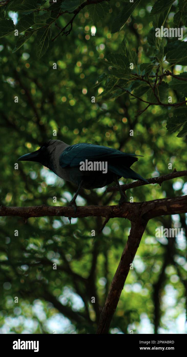 black crow on a tree Stock Photo