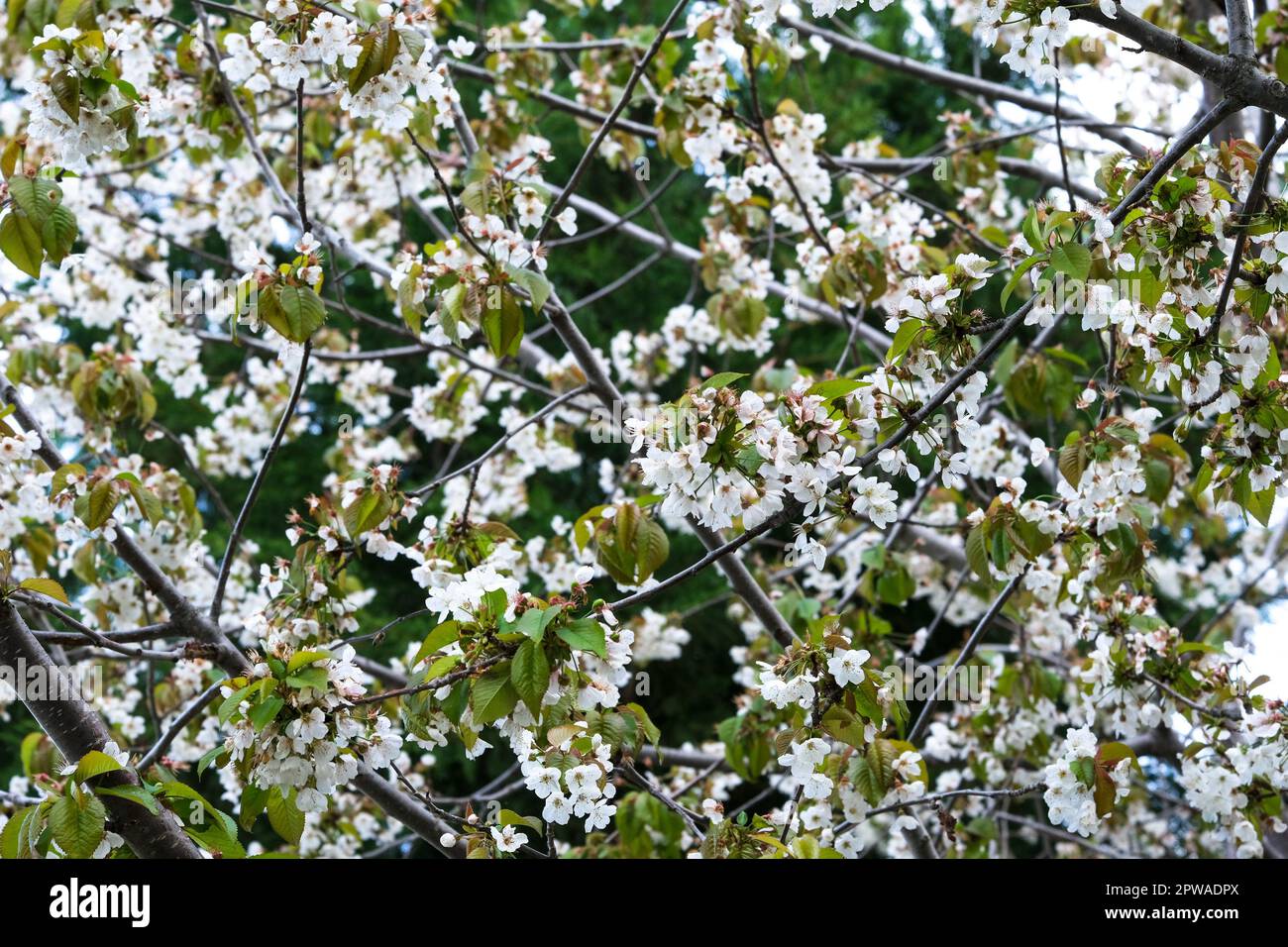 Close up cherry blossom tree with white flowers on tree branch. White