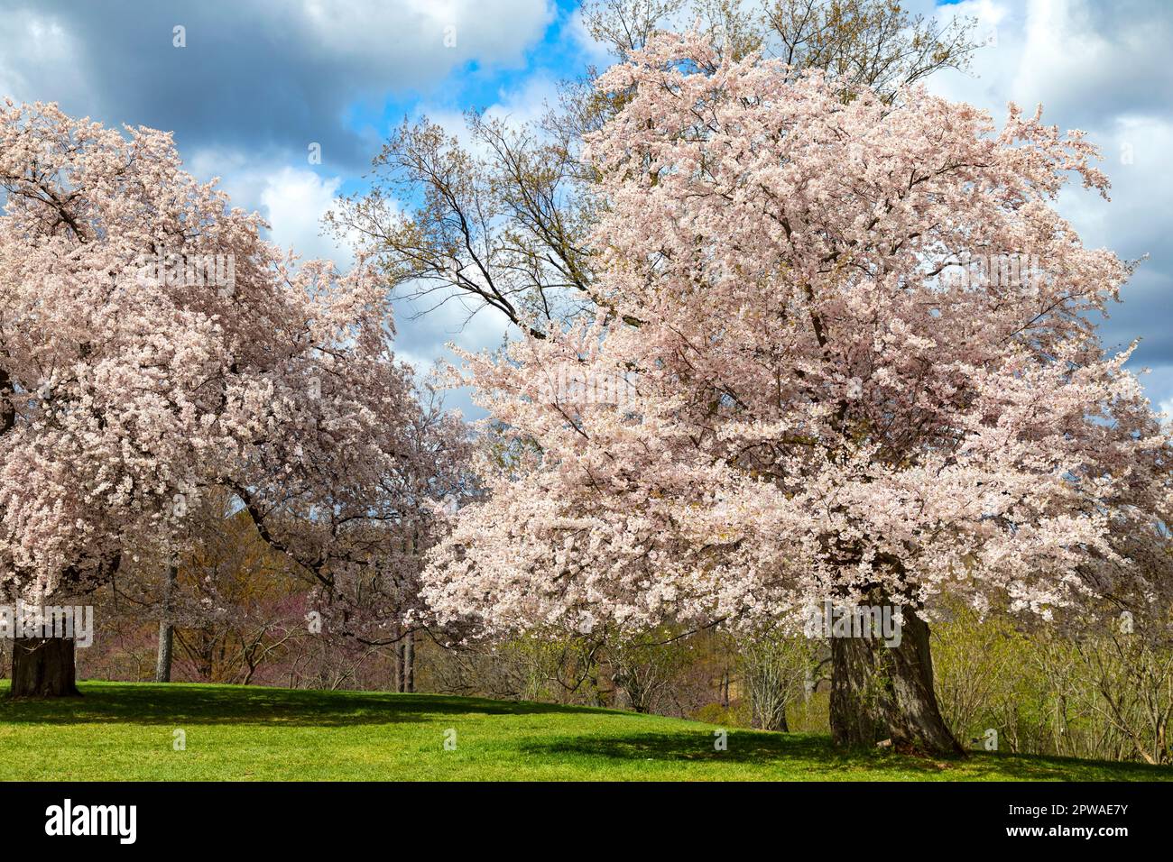 Ornamental Cherry trees Prunus Accolade in full bloom. Royal Botanical