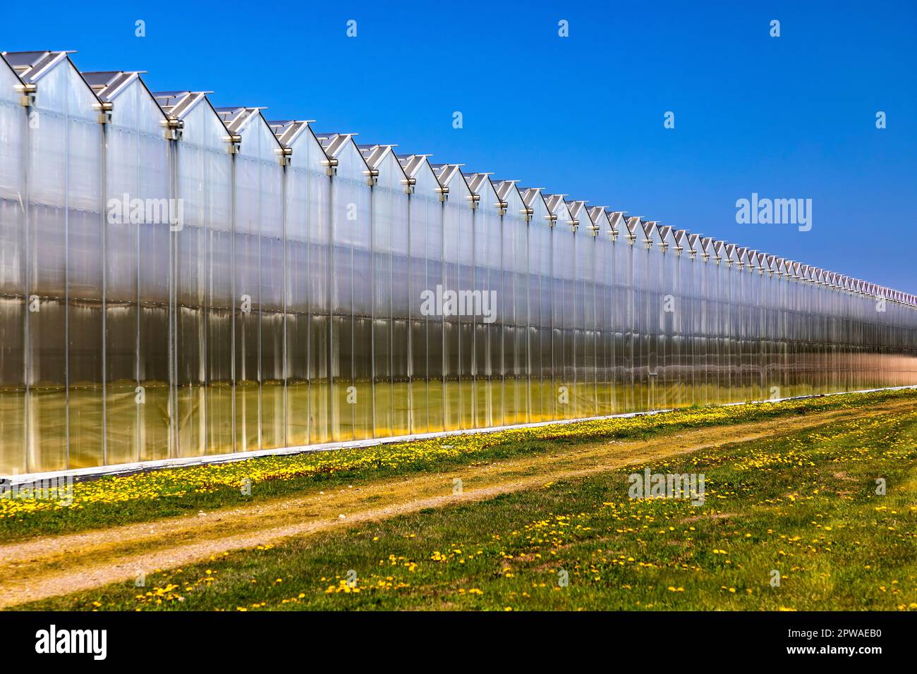 Canada, Ontario, Niagara Peninsula, Industrial Greenhouse Stock Photo