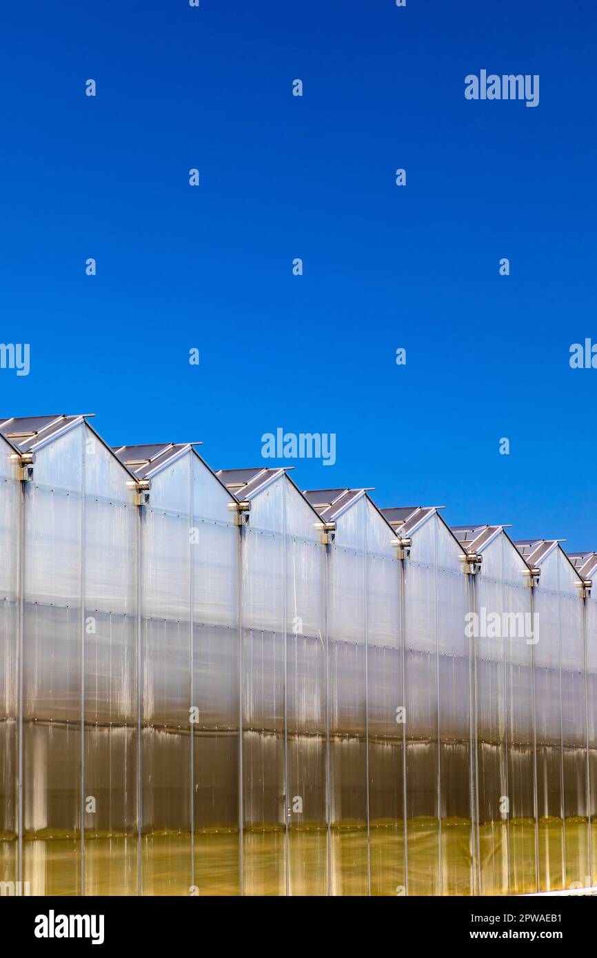 Canada, Ontario, Niagara Peninsula, Industrial Greenhouse Stock Photo