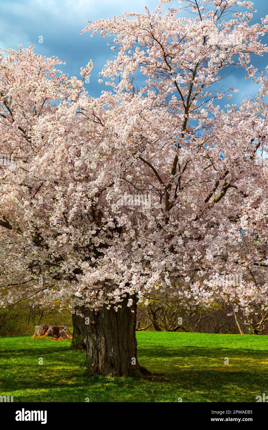 Ornamental Cherry trees Prunus Accolade in full bloom. Royal Botanical
