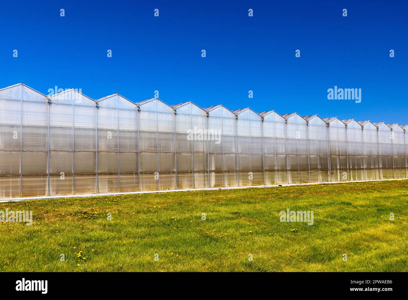 Canada, Ontario, Niagara Peninsula, Industrial Greenhouse Stock Photo
