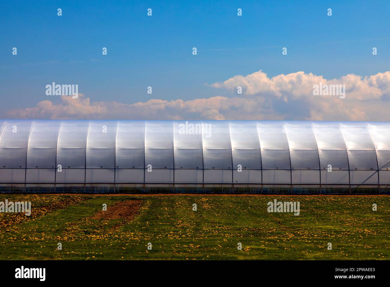 Canada, Ontario, Niagara Peninsula, Industrial Greenhouse Stock Photo