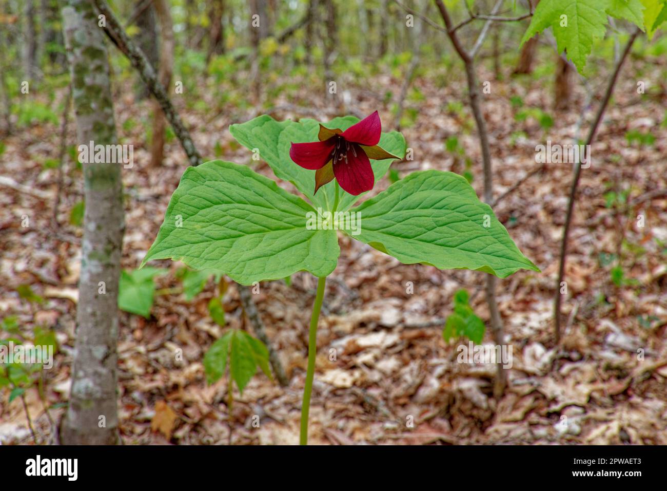 A single fully opened red trillium standing upright with a nodding red flower growing in the forest in the shade in springtime Stock Photo