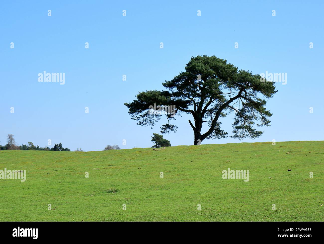 Solitary evergreen tree hi-res stock photography and images - Alamy