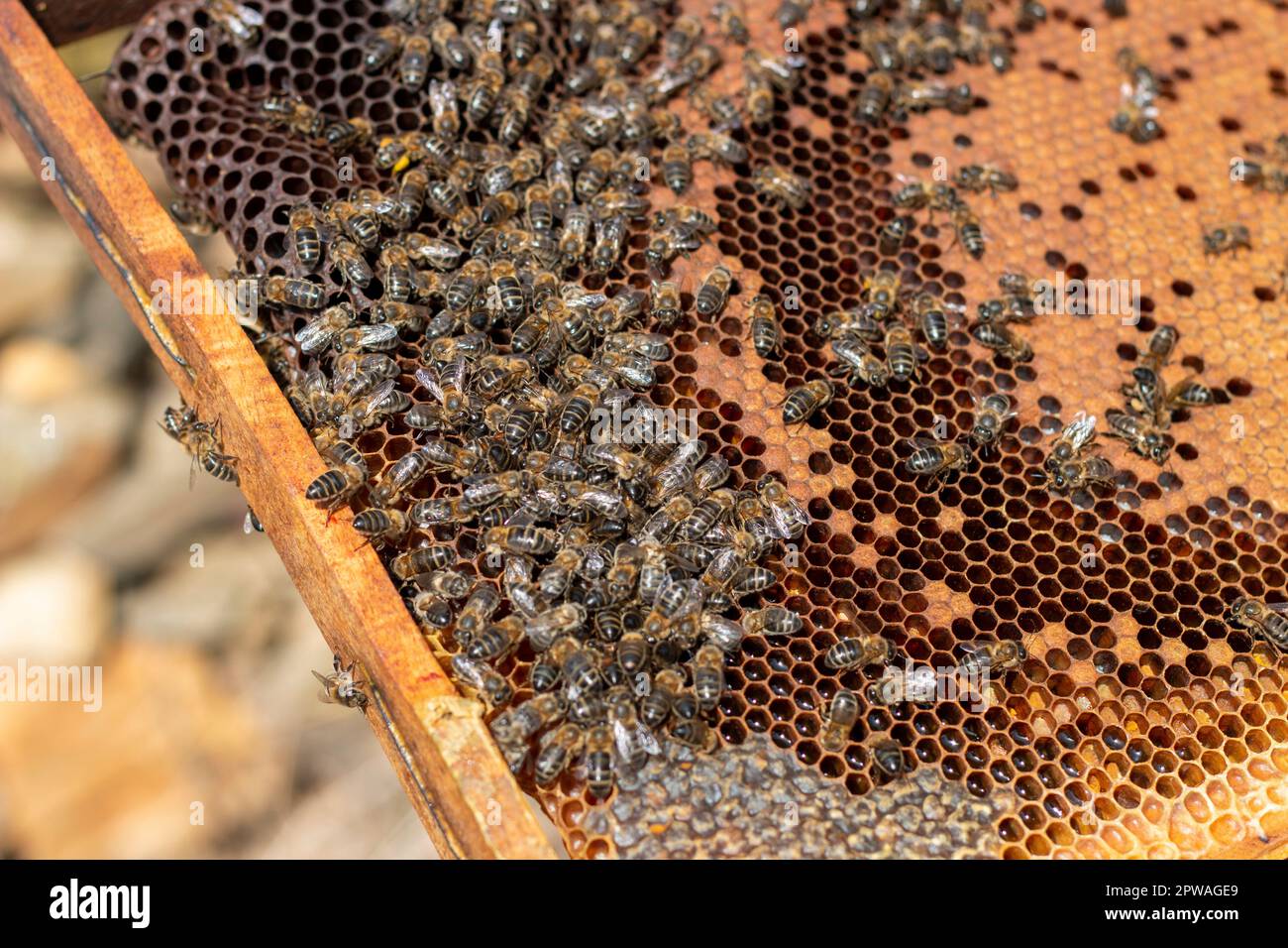Beekeeper working in the hives. You can see the honeycombs, pictures ...