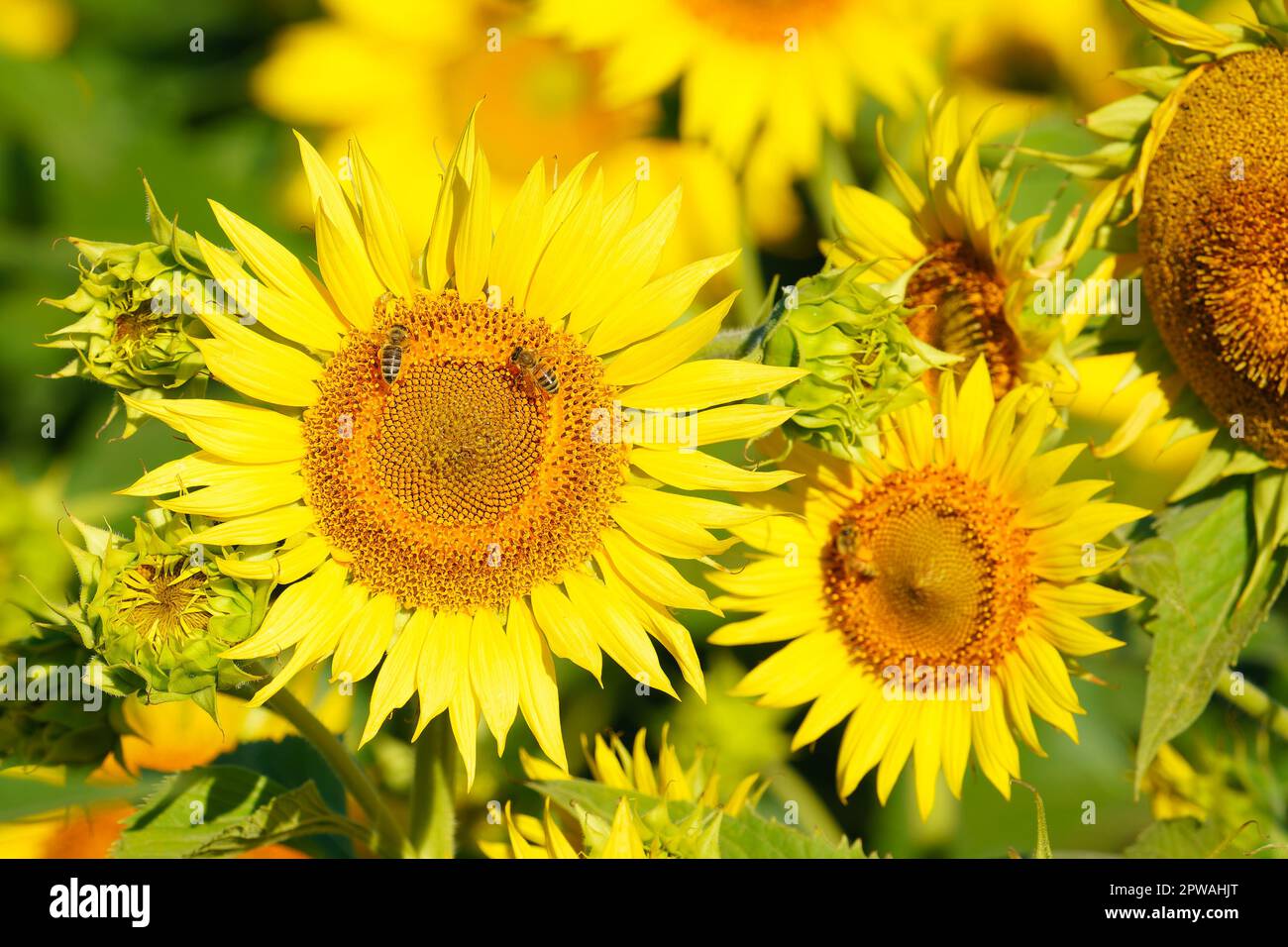 Bees gathering pollen from huge yellow sunflowers in a sunflower field