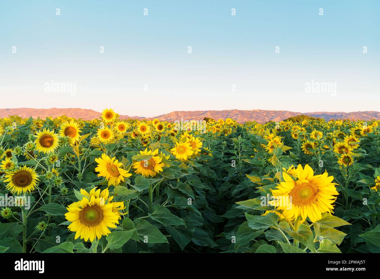 A bright yellow field of sunflowers showing their brilliant yellow