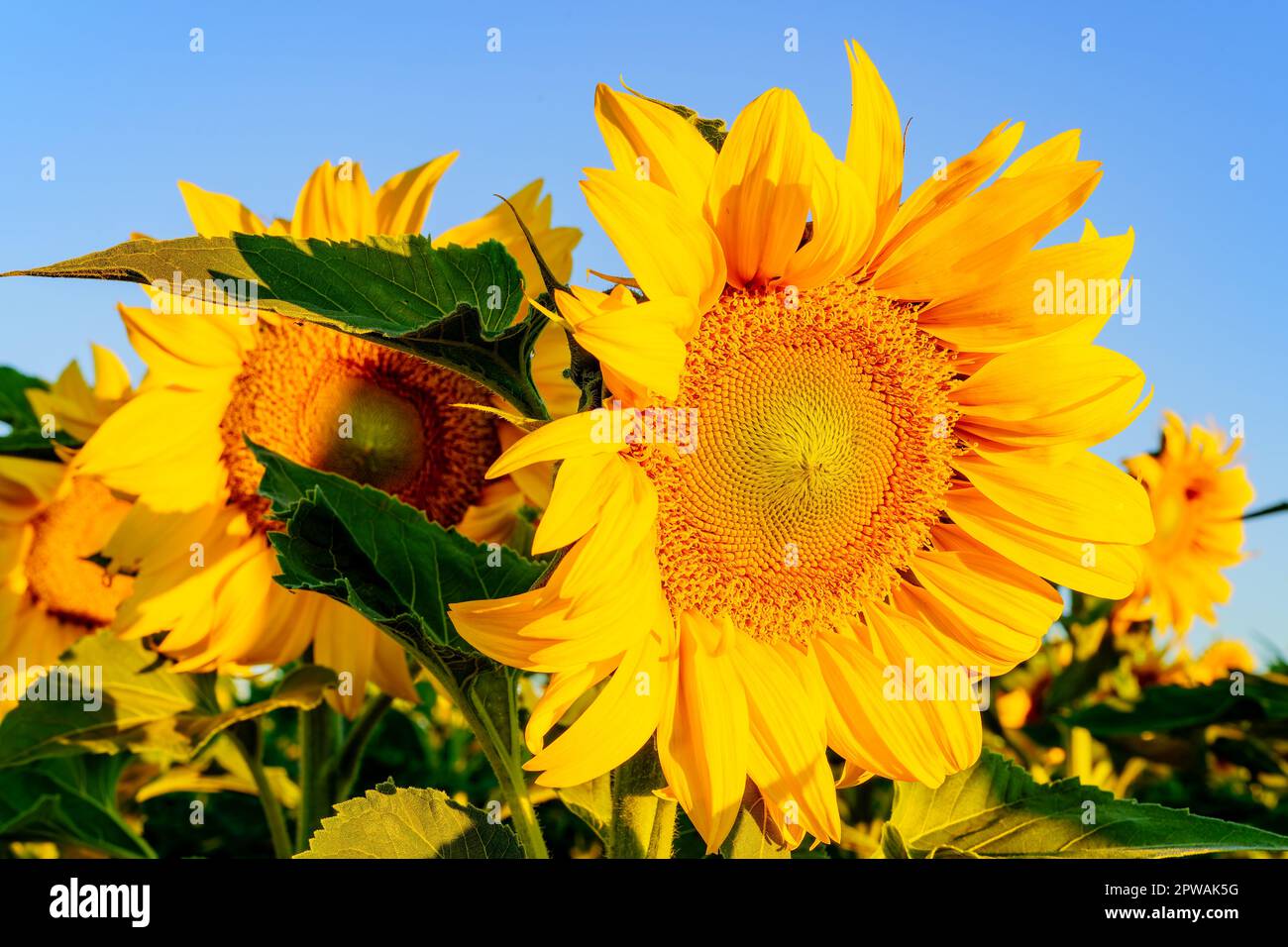 A sunflower in bloom in the Yolo County sunflower fields in California