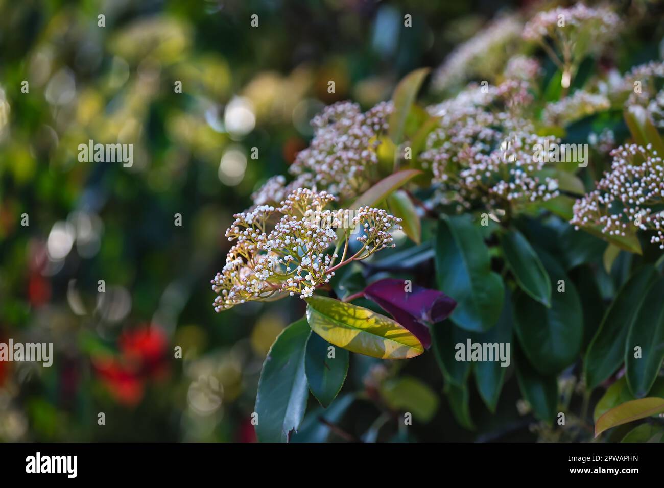 Plant branches with blooming flowers on spring day, closeup Stock Photo