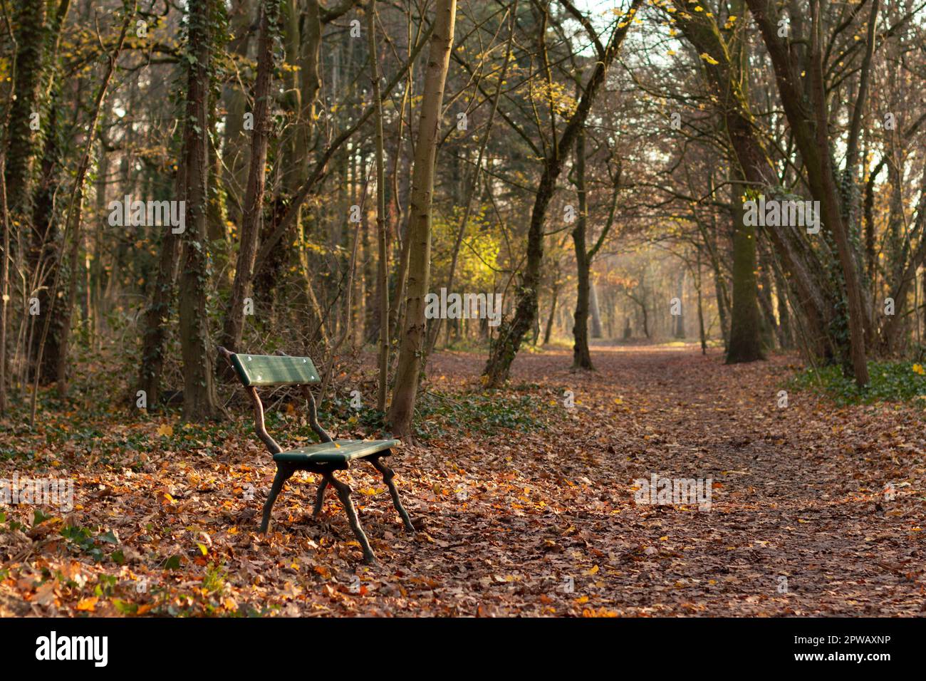 Empty bench on the side of a forest path covered in fallen leaves Stock Photo