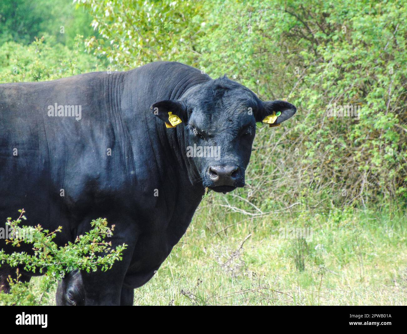 Black angus bull in the field Stock Photo Alamy