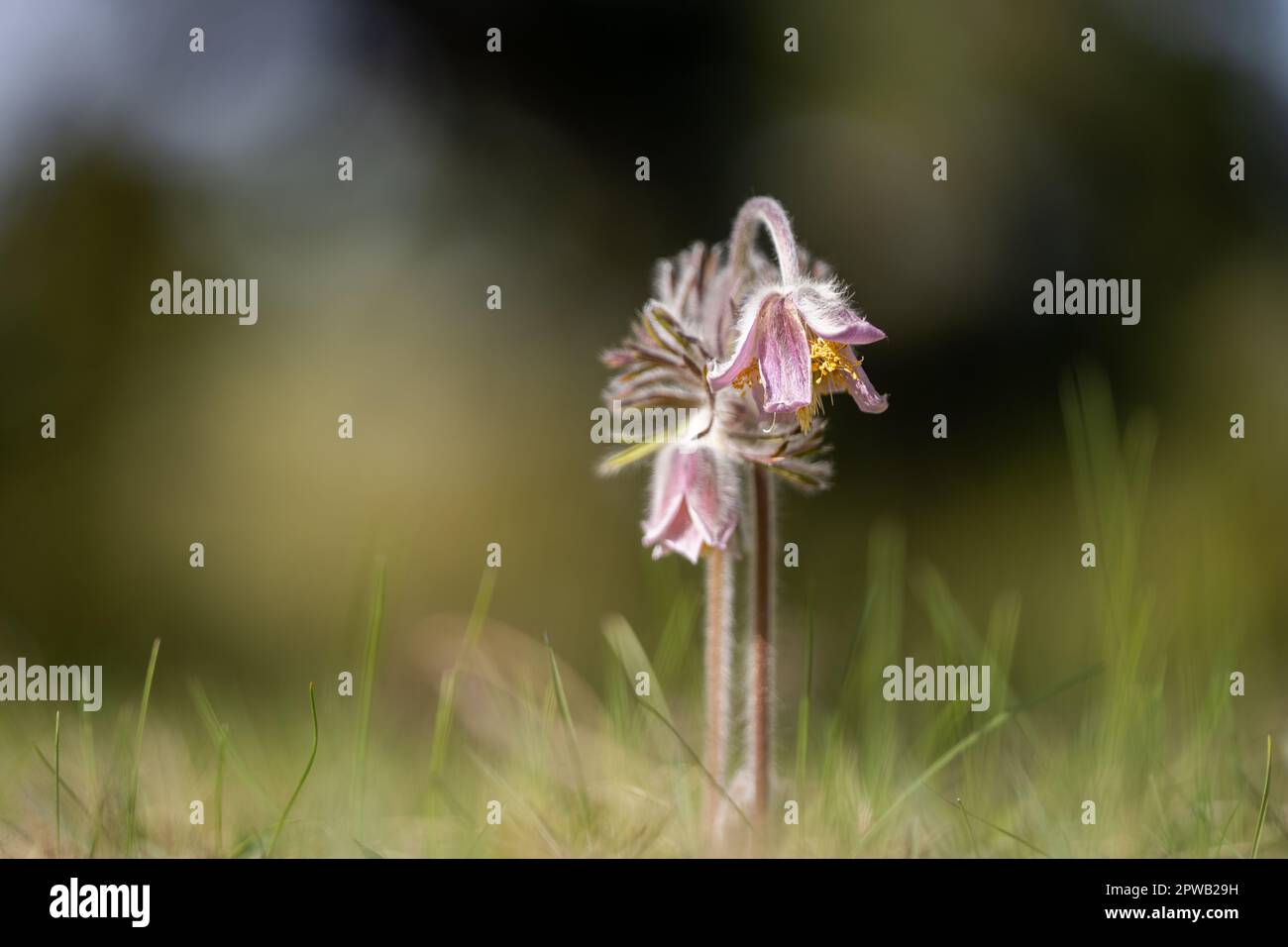 Pulsatilla pratensis  (syn. Anemone pratensis) - the small pasque flower. Stock Photo