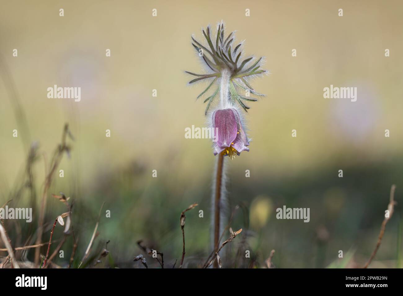Pulsatilla pratensis  (syn. Anemone pratensis) - the small pasque flower. Stock Photo