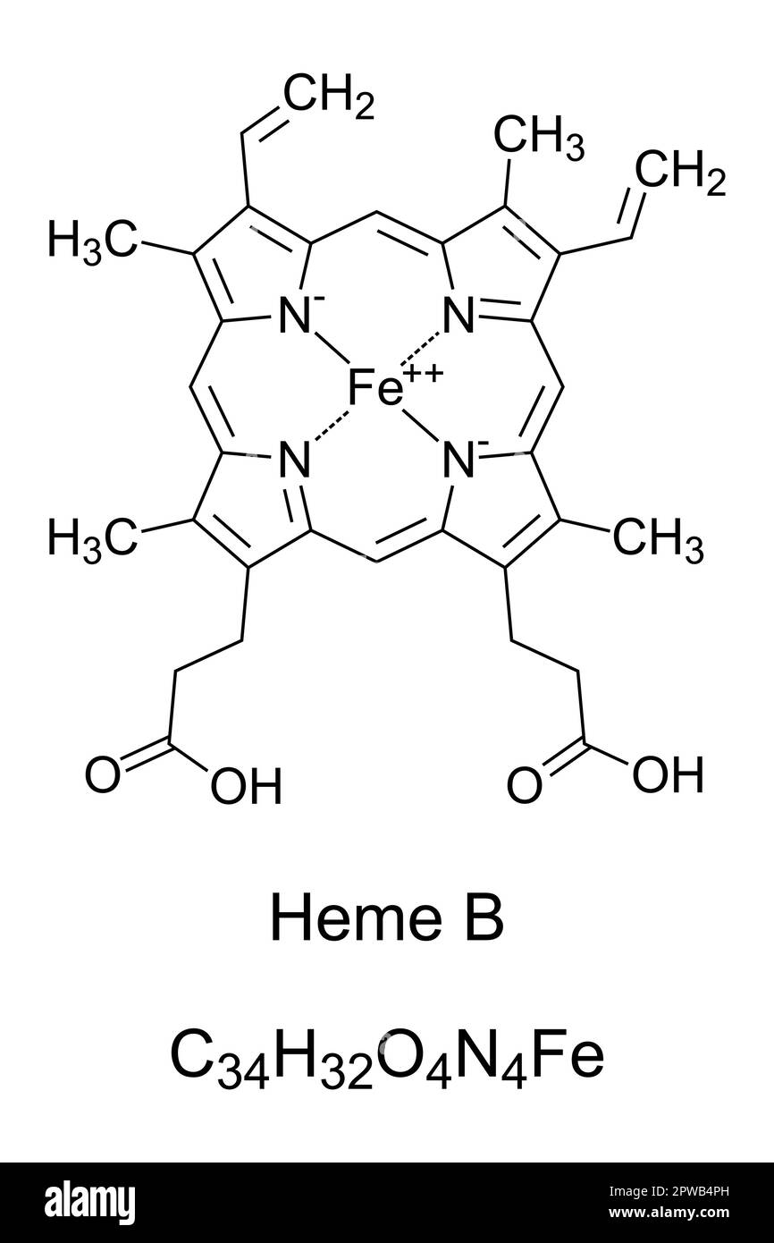 Heme B, haem B, or protoheme IX, chemical formula and structure Stock Vector