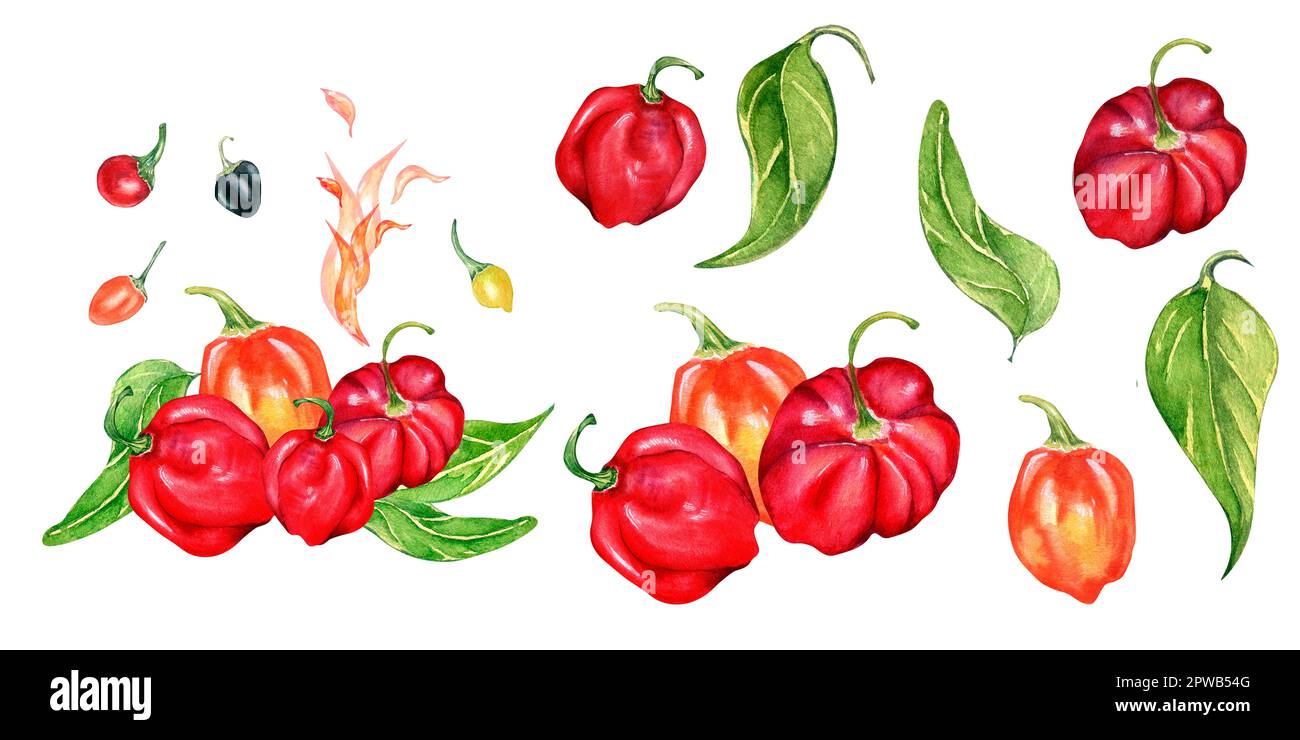 Set of habanero hot pepper watercolor illustration isolated on white background. Spicy peppers composition hand drawn. Design element for wrapping, me Stock Photo