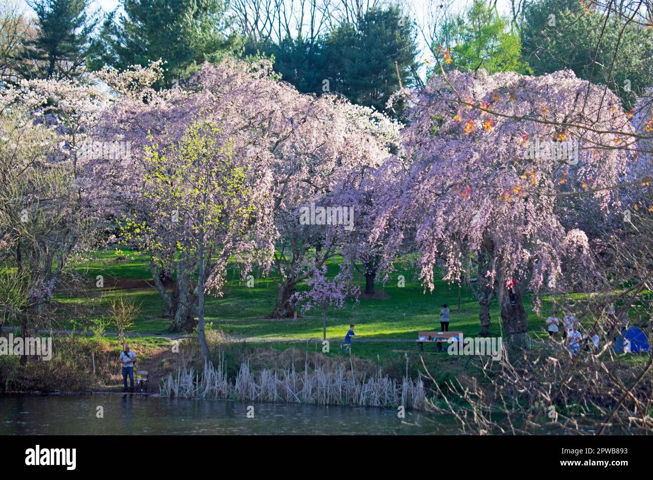 Cherry blossom trees, also called sakura, surrounding the lake at