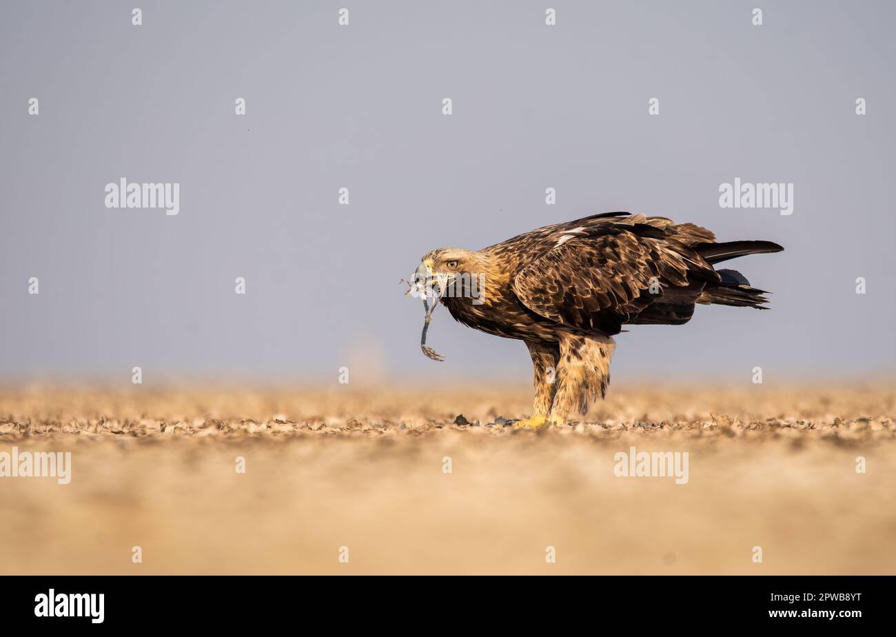 An Imperial Eagle finishing off an egret kill on the ground inside Wildass Sanctuary in an area known as Lesser rann of kutch during visit to the sanc Stock Photo