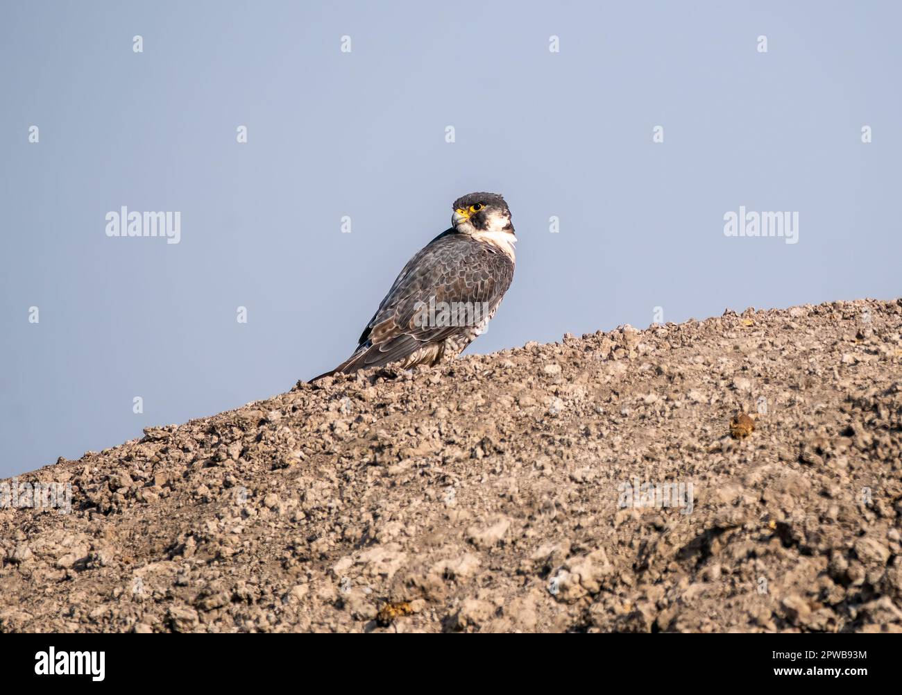 A peregrine falcon perched on a small stone inside Wildass sanctuary in little rann of kutch in Gujarat during a safari inside the sanctuary Stock Photo
