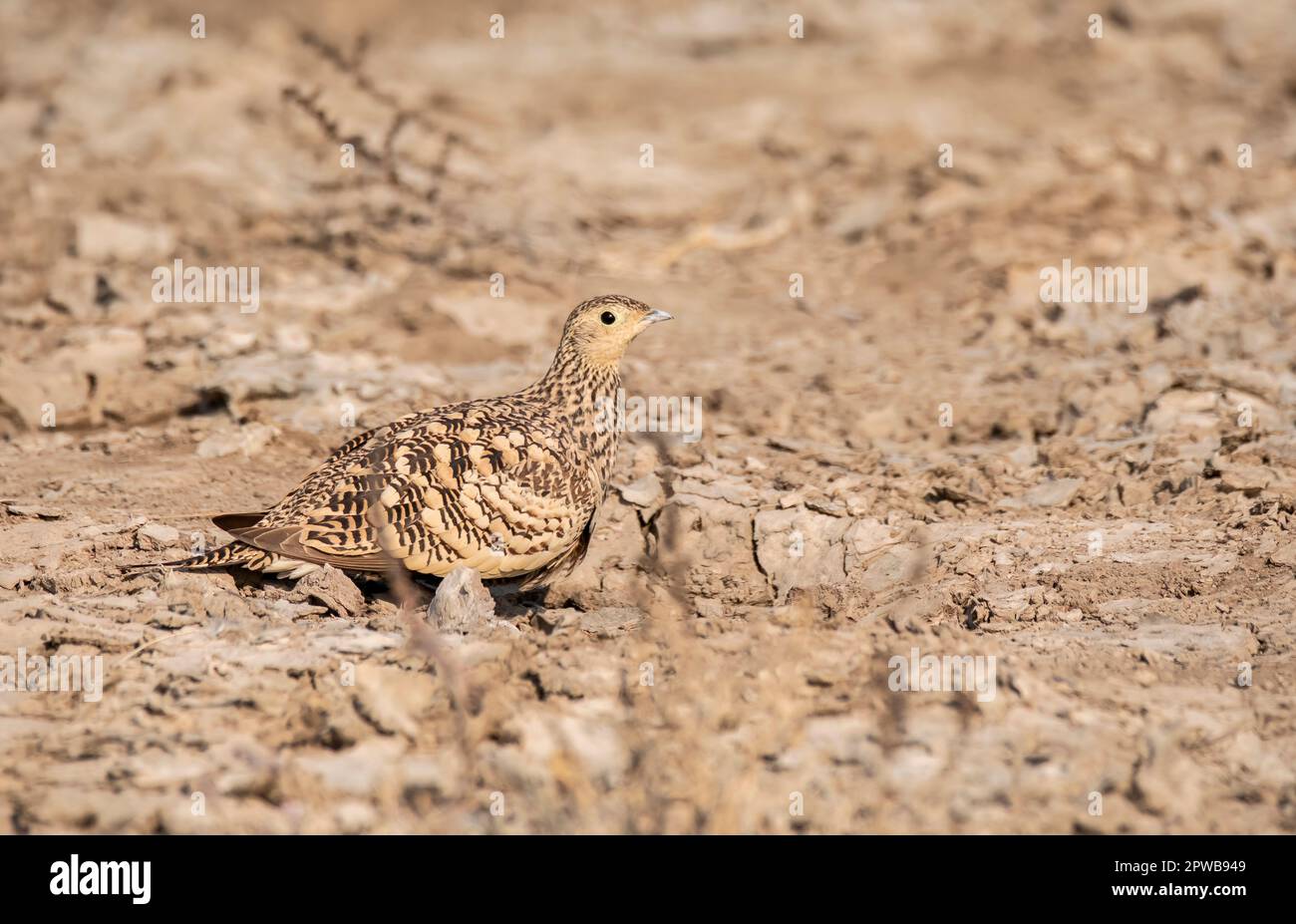A chestnut bellied sandgrouse feeding on the ground inside Wild ass Sanctuary in Gujarat during a visit to the sanctuary in Winter Stock Photo