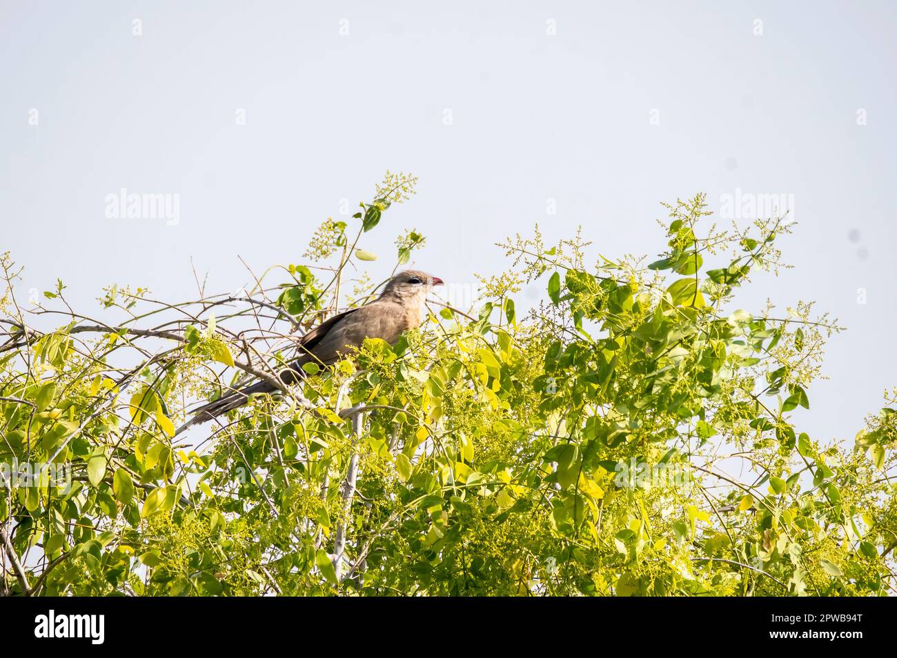 A sirkeer malkoha perched on a branch of a berry tree close to a water body inside Wild Ass sanctuary in Gujarat's lesser rann of kutch area Stock Photo