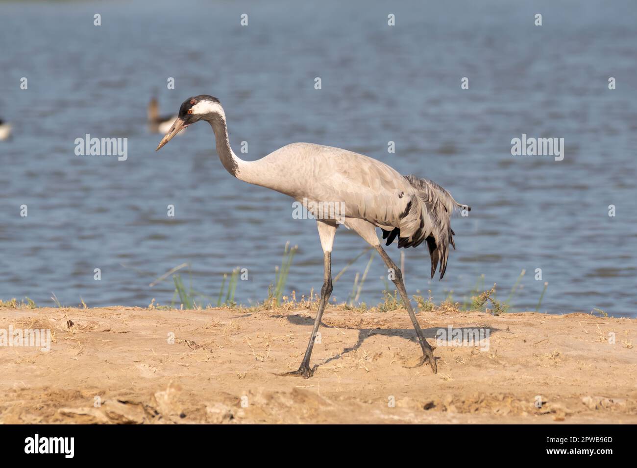 A common crane walking at the edge of a water body inside Wild Ass Sanctuary in Gujarat during a visit to the park in winter Stock Photo