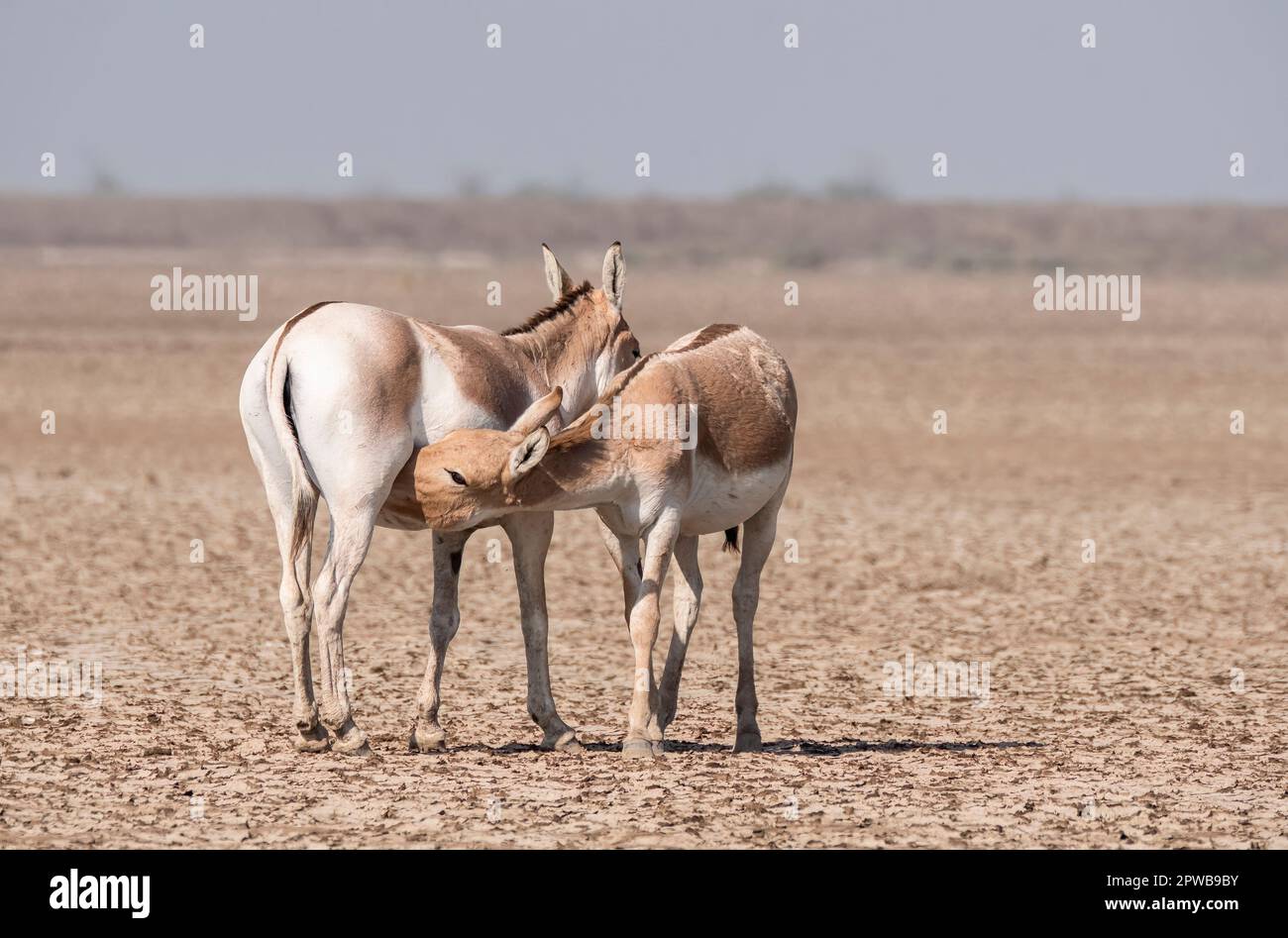 A group of wild ass grazing in the deserts of lesser rann of kutch inside Wild Ass Sanctuary during a safari inside the park Stock Photo