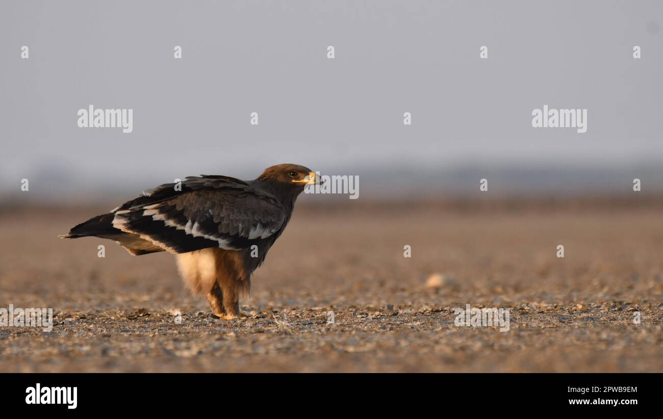 A steppe eagle roosting on the ground during evening hours in the salt pits of rann of kutch Stock Photo