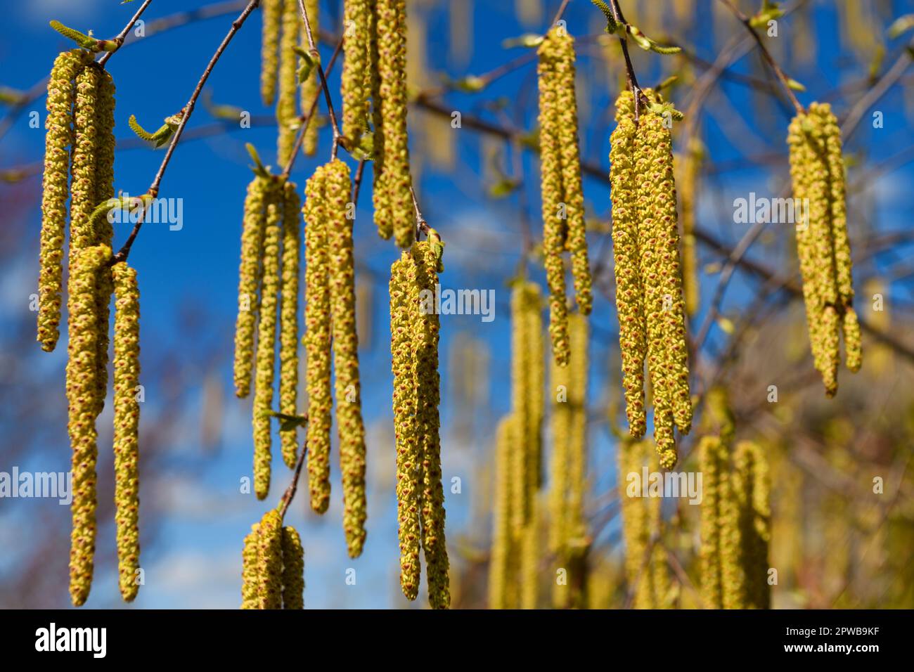 Close up of yellow male Catkins flowers hanging from a White Birch tree in Spring with immature upright green female catkins Stock Photo
