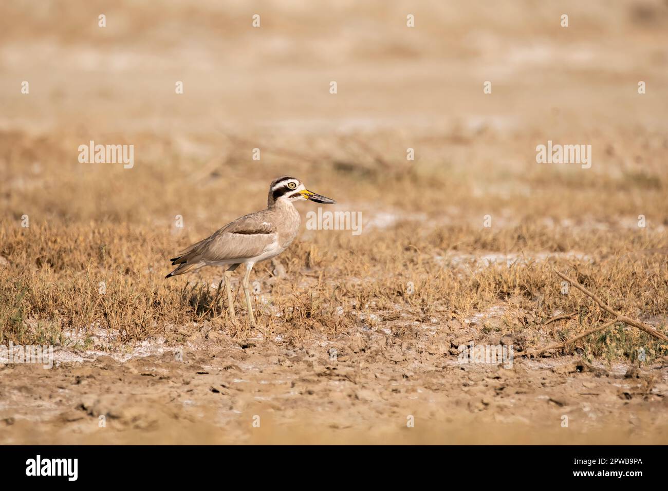 A Great thick-knee bird walking on the ground in the desert landscape of rann of kutch in Gujarat Stock Photo