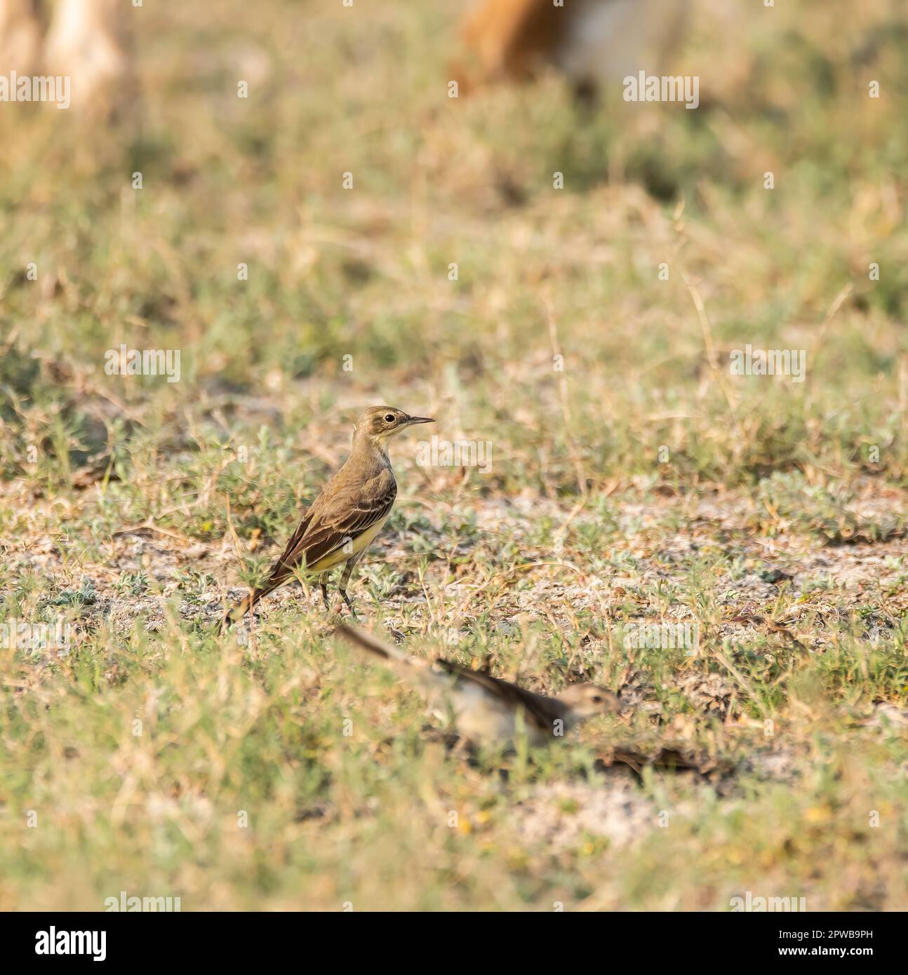A citrine wagtail feeding on insects raising up because of feeding goats on the outskirts of wild ass sanctuary in Lesser rann of kutch in Gujarat Stock Photo