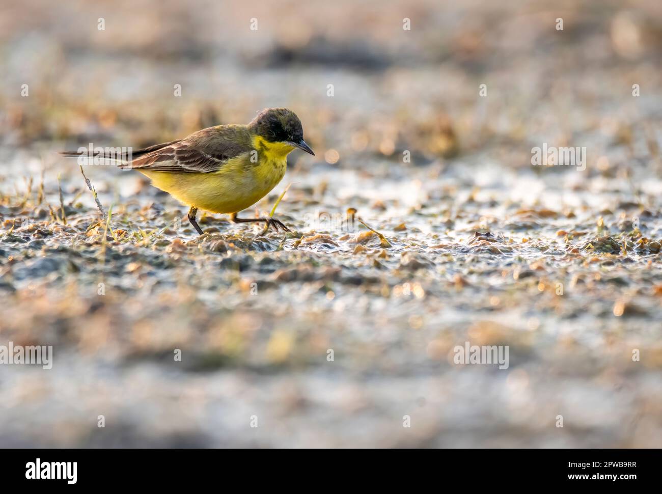 A western yellow wagtail wading through a marshy area inside wild ass sanctuary in lesser rann of kutch inside Gujarat Stock Photo
