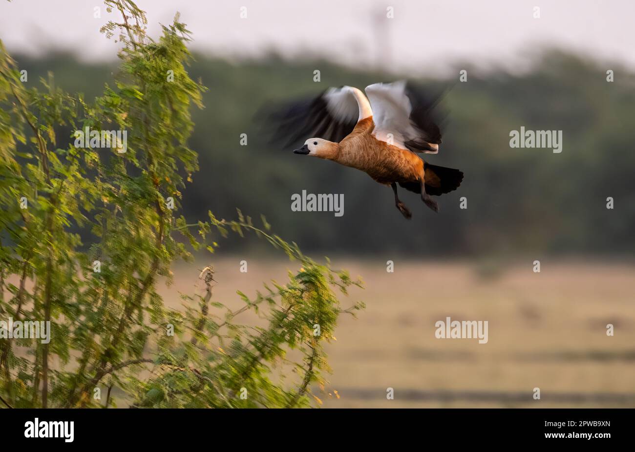Shell Duck Flying A rudy shelduck flying away very close to a water body in lesser rann ...