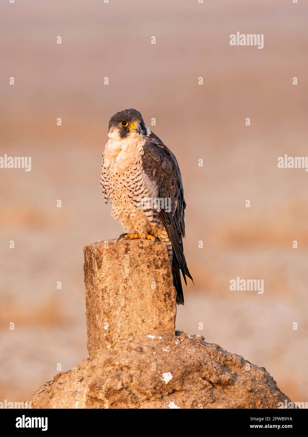 A peregrine falcon perched on a small stone inside Wildass sanctuary in little rann of kutch in Gujarat during a safari inside the sanctuary Stock Photo