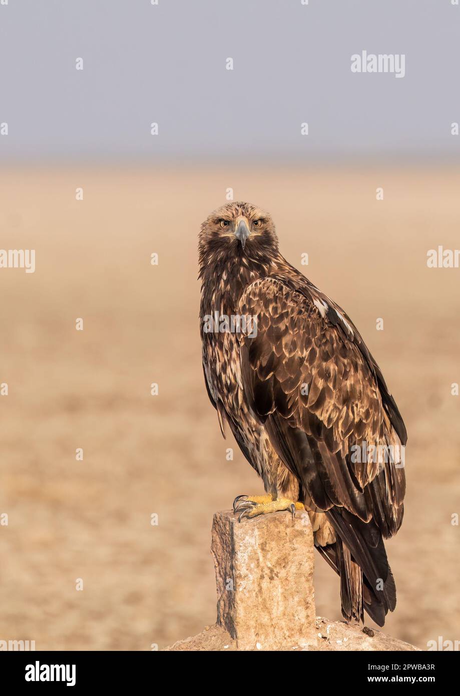 An Imperial Eagle resting on the ground inside Wildass Sanctuary in an area known as Lesser rann of kutch during visit to the sanctuary Stock Photo