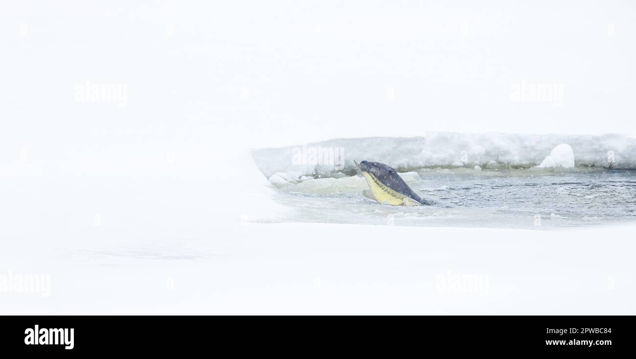Otter feeding in a small aerated fish pond in northern Wisconsin Stock