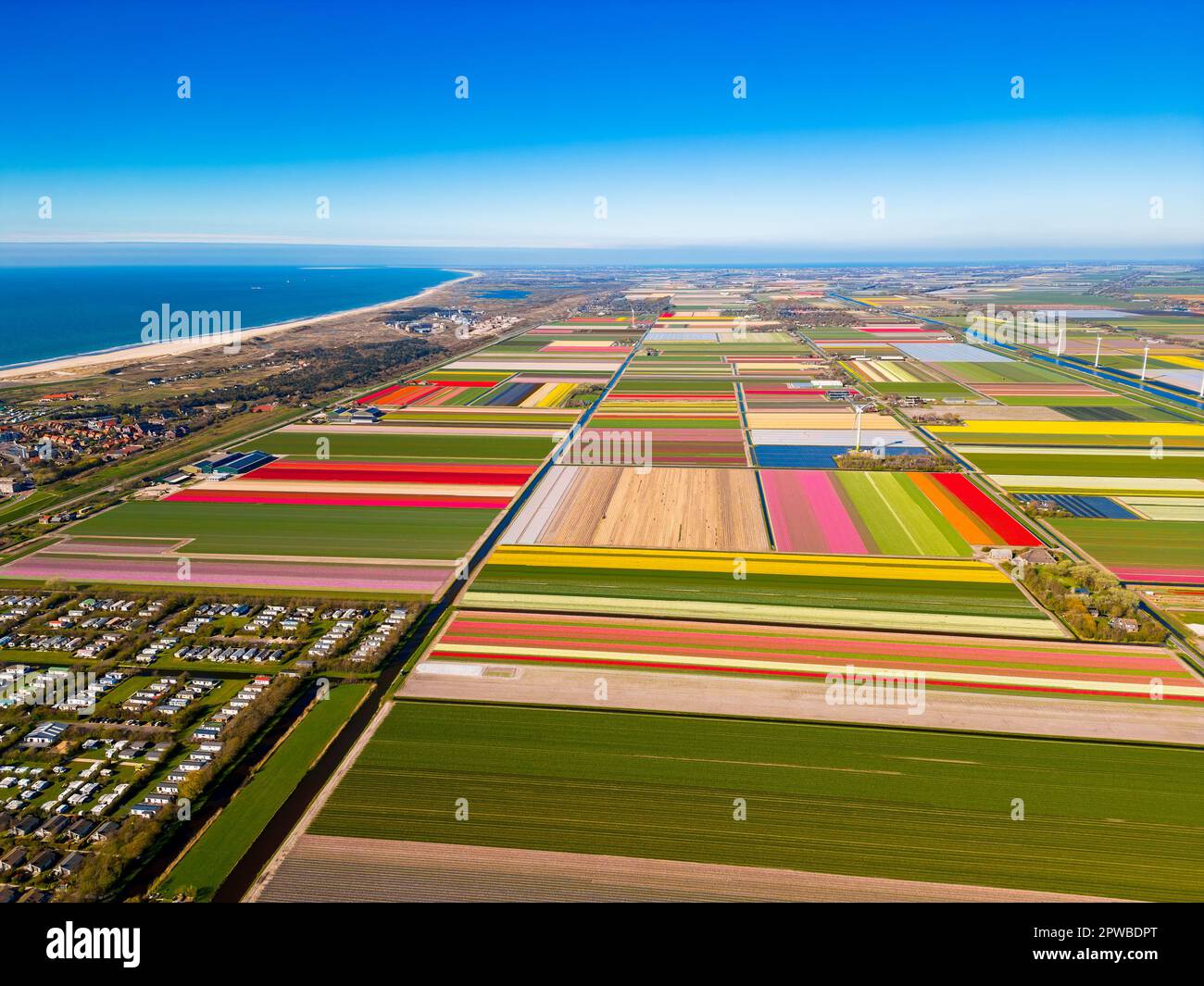 High Angle Drone Point of View on Flower fields in Petten, North Holland, The Netherlands in late April. The North Sea is visible to the left. Stock Photo