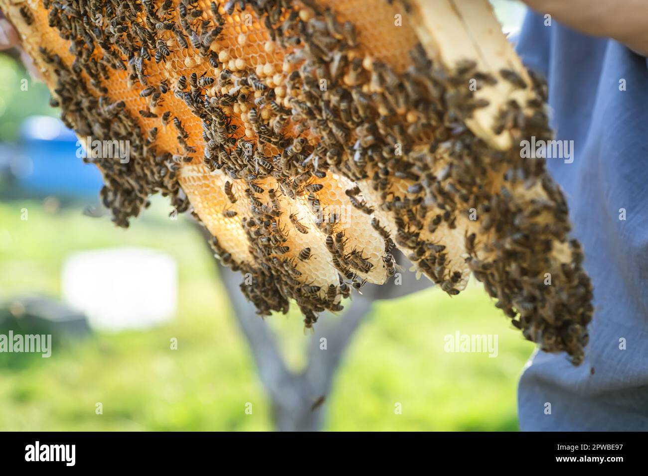 Farmer displaying a honeycomb frame filled with bounty of bee farm, a testament to skill and dedication an apiarist. Stock Photo