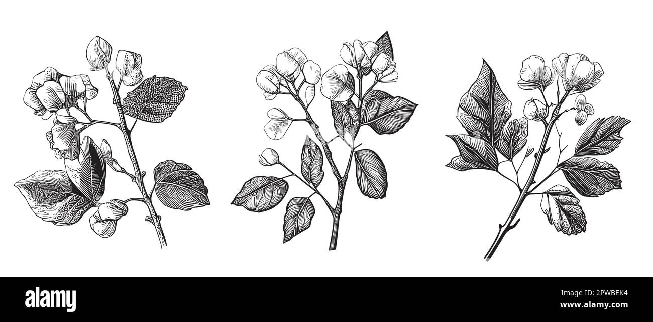 Cotton flower set isolated on white background hand drawn sketch Vector