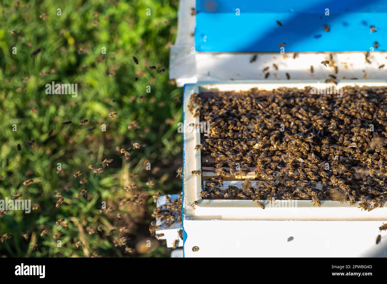 health benefits of natural and organic honey, made with care and attention by domesticated bees on a peaceful countryside apiary. Stock Photo