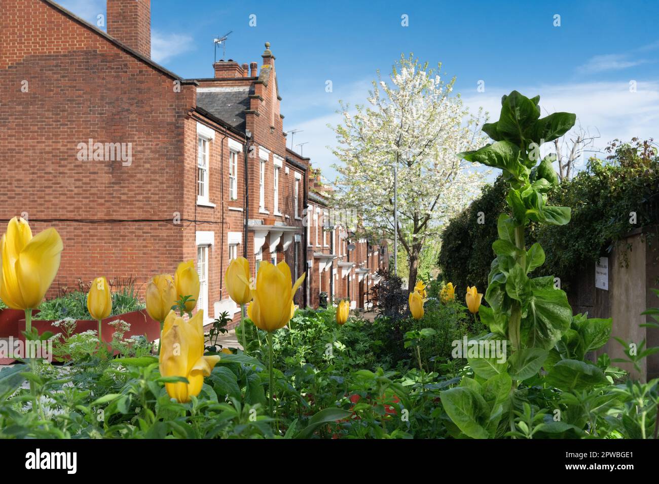 Town Hall Road Conservation Area, Battersea, Wandsworth Stock Photo Alamy
