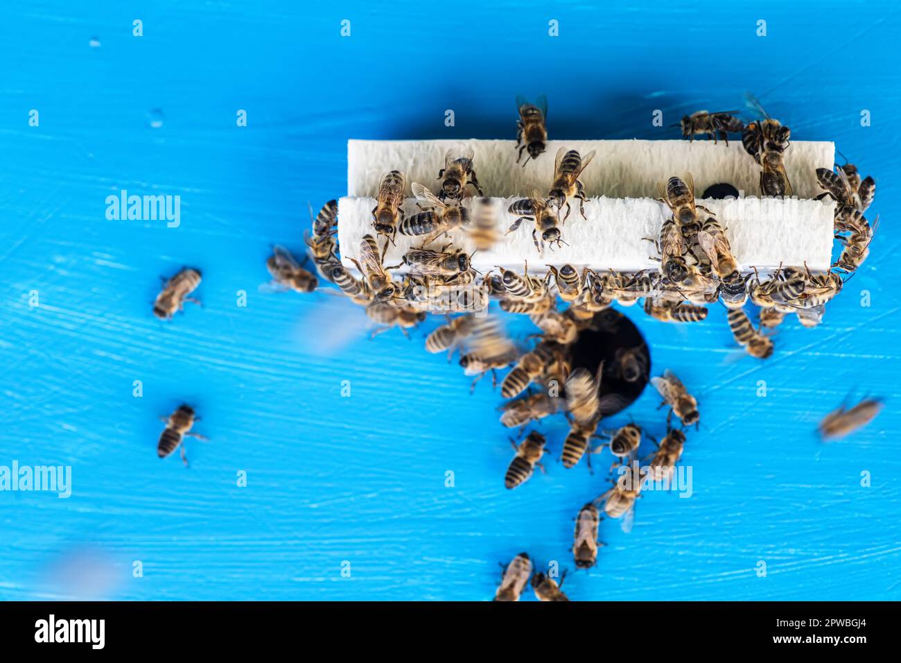 close-up of bees exiting and entering hive. Stock Photo