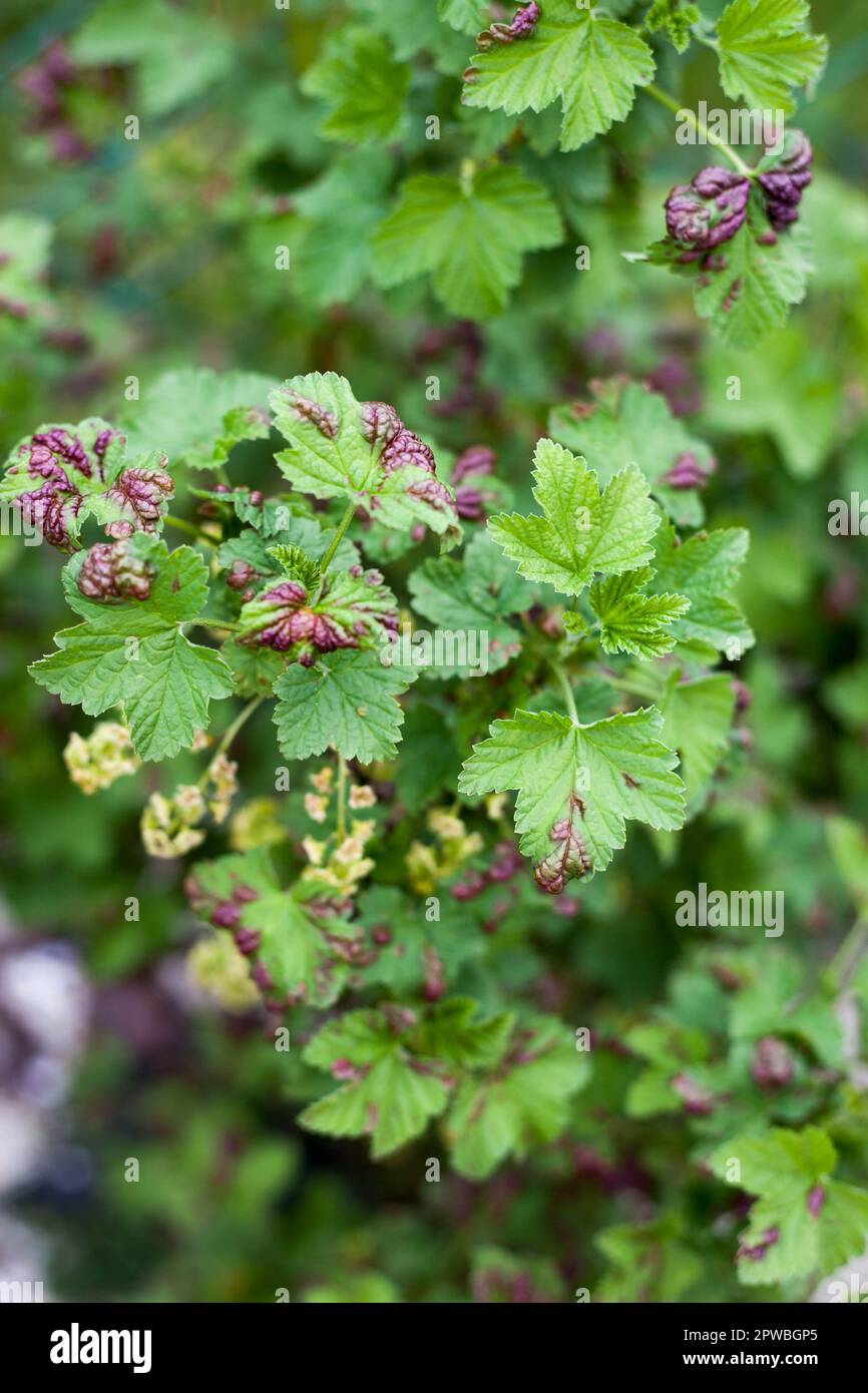 Currant blister aphid damage Stock Photo