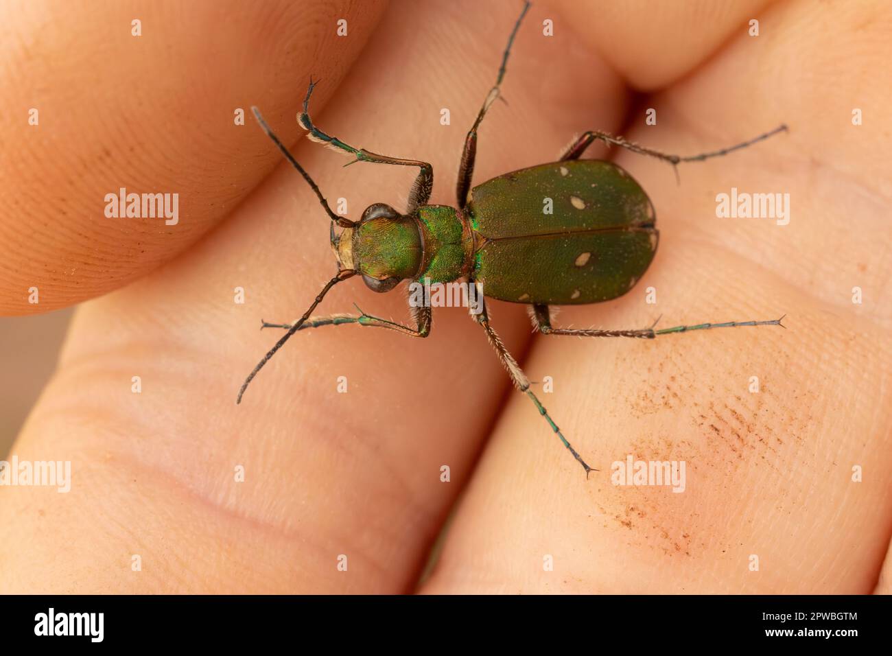 Green tiger beetle in the hand, UK. Stock Photo