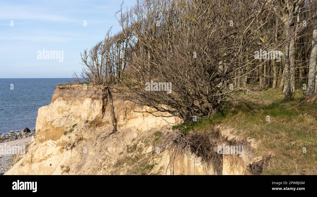 Erosion, sand and land erosion on the Baltic Sea beaches of Rügen and Usedom Stock Photo