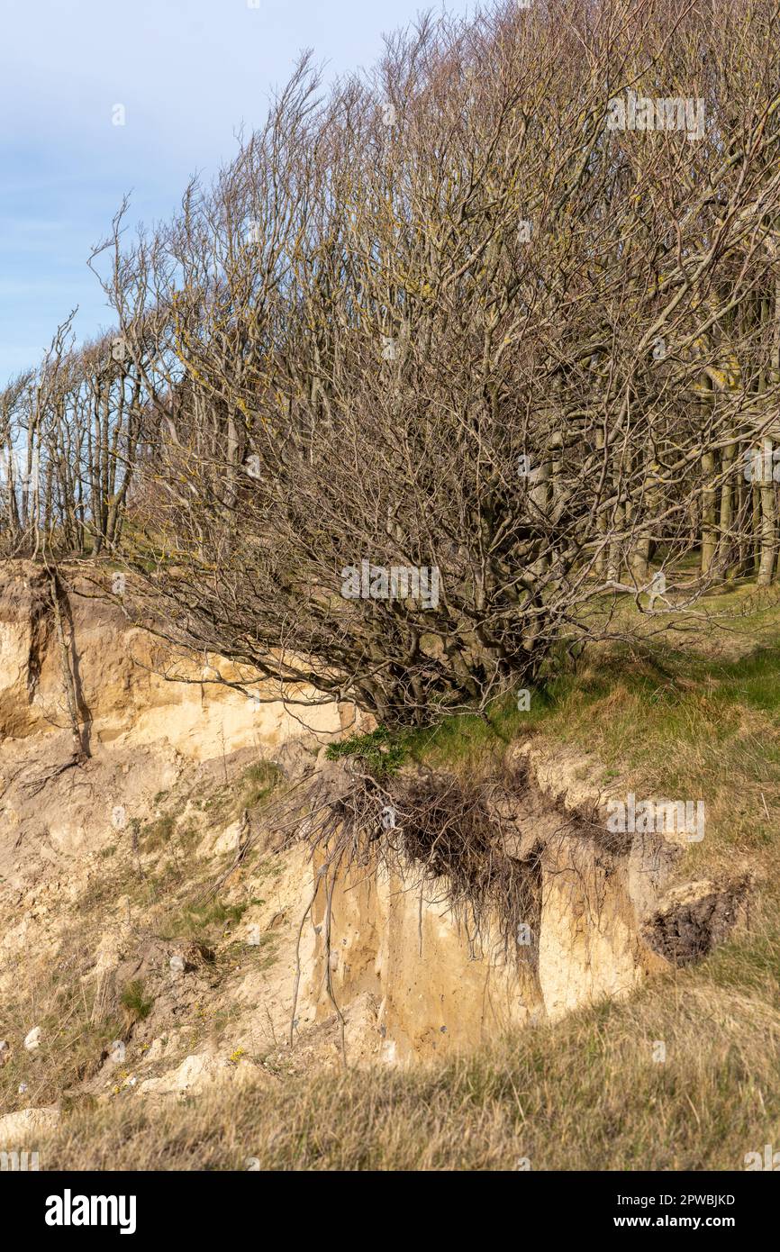 Erosion, sand and land erosion on the Baltic Sea beaches of Rügen and Usedom Stock Photo