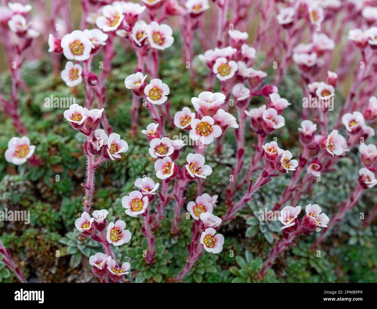 Pretty little pink saxifrage flowers, variety Edith Stock Photo