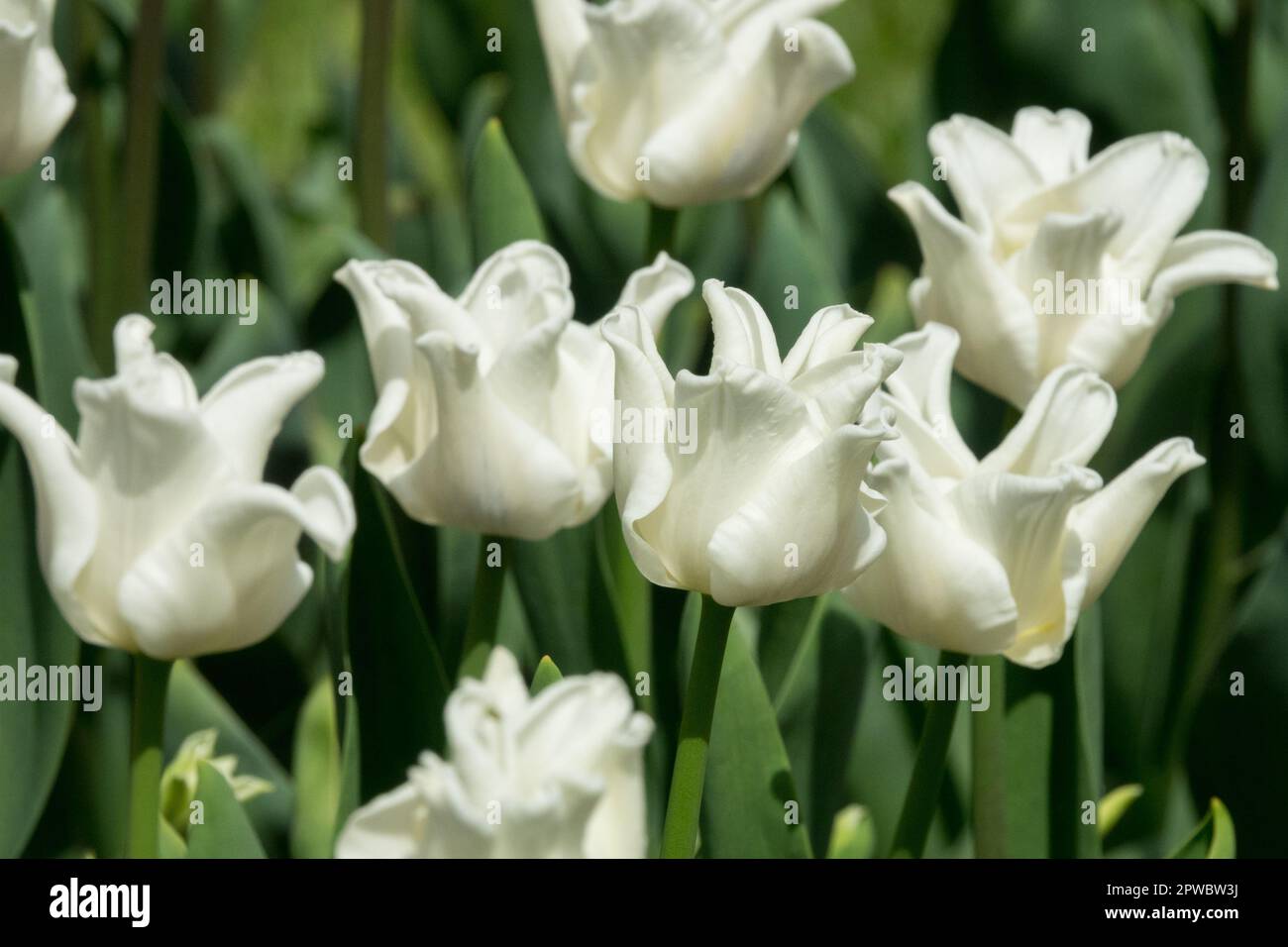Beautiful view blooming white hi-res stock photography and images - Alamy